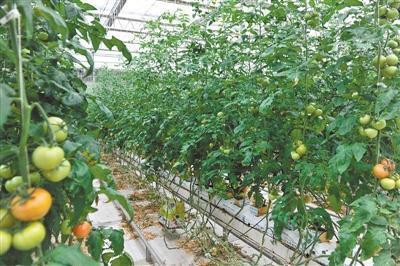 憑證入市，苗木先行——青海打造農產品安全新名片